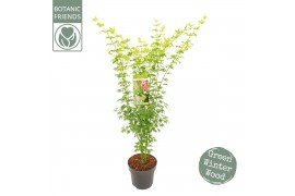 Acer palmatum going green Acer palm. Going Green®