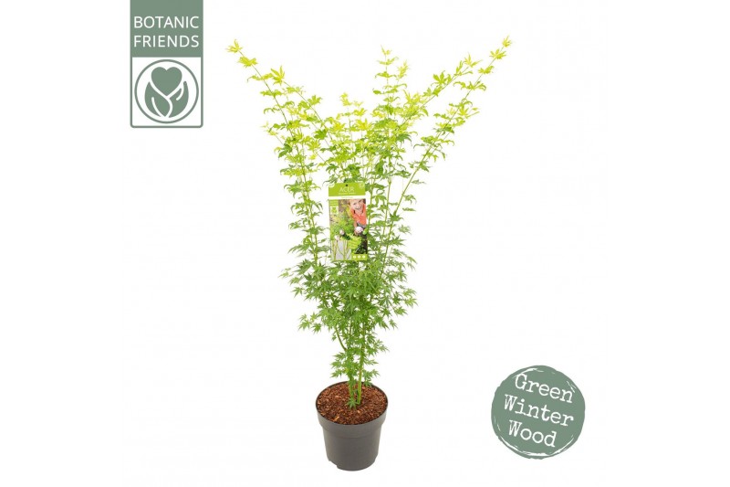 Acer palmatum going green Acer palm. Going Green® 