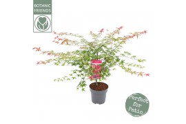 Acer palmatum beni-maiko Acer palm. Beni-maiko