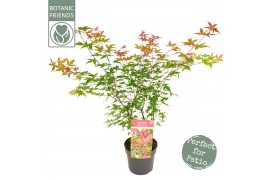 Acer palmatum beni-maiko Acer palm. Beni-maiko