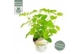 Hydrangea arborescens incrediball Hydrangea arbo. Strong Annabelle®