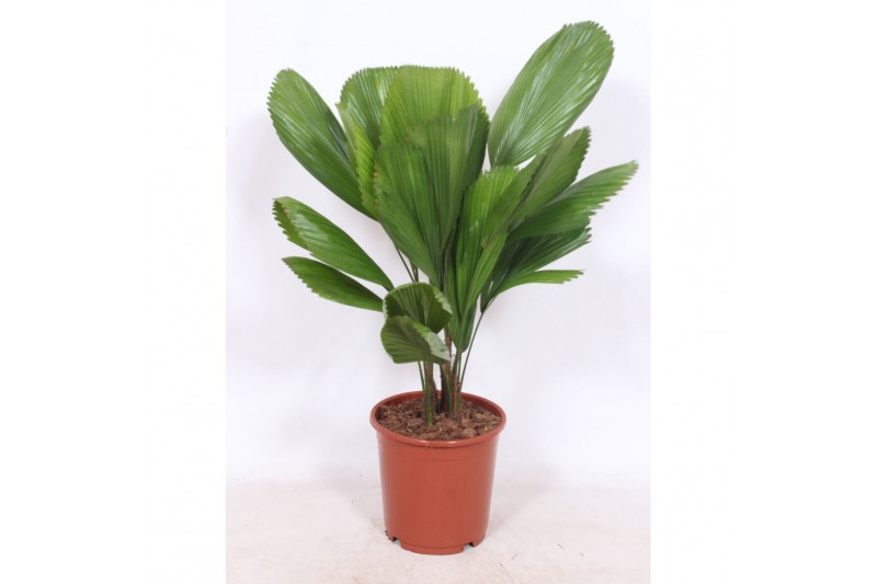 Licuala grandis Licuala grandis2 pp 