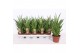 Sansevieria cylindrica tough lady Sansevieria Tough Lady 