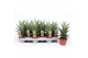 Sansevieria cylindrica tough lady Sansevieria Tough Lady 