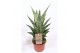 Sansevieria cylindrica tough lady Sansevieria Tough Lady 