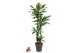 Dracaena fragr. janet lind Dracaena Janet Lind 90-60-30-15pp 