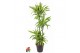 Dracaena fragr. der. lemon lime Dracaena Lemon Lime 90-60-30-15pp 