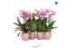 Phalaenopsis multiflora Kolibri Orchids Phalaenopsis Mix 1 spikebl.  t 