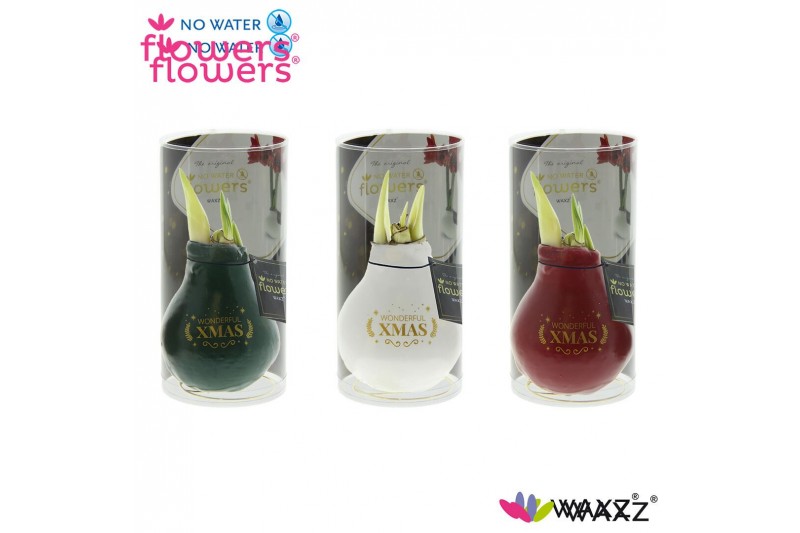 Hippeastrum gewaxt No Water Flowers Waxz® Message Printz Xmas met koke 