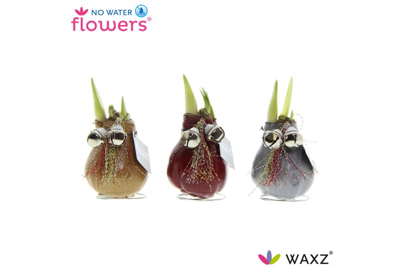Hippeastrum gewaxt No Water Flowers® Jingle Bellz2 tak/plnt 