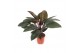 Philodendron Philodendron Congo Red2 pp 