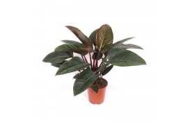 Philodendron Philodendron Congo Red2 pp