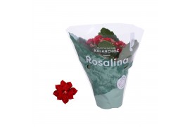 Kalanchoe blossfeldiana rosalina don justino Kalanchoe Rosalina 07cm D