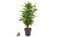 Dracaena fragr. golden coast Dracaena Gold Coast vertakt P24pp 