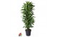 Dracaena fragr. golden coast Dracaena Gold Coast vertakt P31pp 