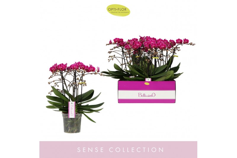 Phalaenopsis multiflora paars Bellissimo Amore100 bl. 4 tak/plnt 2000  