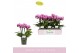 Phalaenopsis multiflora paars Boquetto Delight 3-5 spike30 bl. 3 tak/p 
