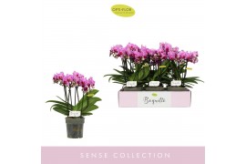 Phalaenopsis multiflora paars Boquetto Delight 3-5 spike30 bl. 3 tak/p