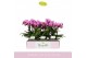 Phalaenopsis multiflora paars Boquetto Delight 3-5 spike30 bl. 3 tak/p 