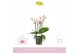 Phalaenopsis multiflora wit Boquetto Passione 3-5 spike30 bl. 3 tak/pl 