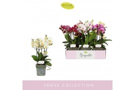 Phalaenopsis multiflora mix Boquetto Mix 3-5 spikebl.  tak/plnt