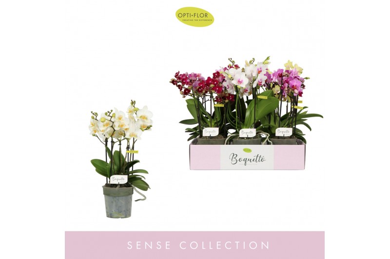 Phalaenopsis multiflora mix Boquetto Mix 3-5 spikebl.  tak/plnt 
