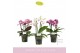 Phalaenopsis multiflora mix Boquetto Mix 3-5 spikebl.  tak/plnt 