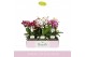 Phalaenopsis multiflora mix Boquetto Mix 3-5 spikebl.  tak/plnt 