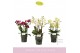 Phalaenopsis multiflora mix Boquetto Mix 3-5 spikebl.  tak/plnt 