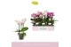 Phalaenopsis multiflora mix Boquetto Pinko Mix 3-5 spike30 bl. 3 tak/p 