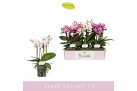 Phalaenopsis multiflora mix Boquetto Pinko Mix 3-5 spike30 bl. 3 tak/p