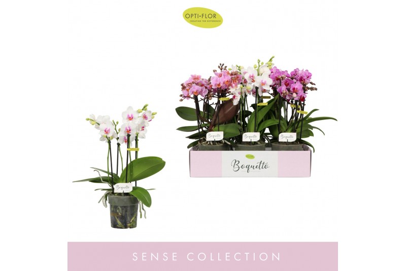 Phalaenopsis multiflora mix Boquetto Pinko Mix 3-5 spike30 bl. 3 tak/p 