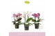 Phalaenopsis multiflora mix Boquetto Pinko Mix 3-5 spike30 bl. 3 tak/p 