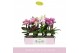 Phalaenopsis multiflora mix Boquetto Pinko Mix 3-5 spike30 bl. 3 tak/p 