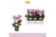 Phalaenopsis multiflora roze Boquetto Romantico 3-5 spike30 bl. 3 tak/ 
