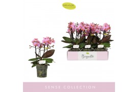 Phalaenopsis multiflora roze Boquetto Romantico 3-5 spike30 bl. 3 tak/