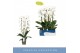 Phalaenopsis anthura madrid Fontano Wealth 2 spikebl.  tak/plnt 2000 g 