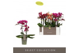 Phalaenopsis multiflora mix Optimost Spicy Mix 2 spike25 bl. 2 tak/pln