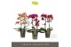 Phalaenopsis multiflora mix Optimost Spicy Mix 2 spike25 bl. 2 tak/pln 