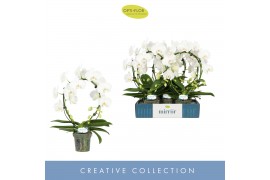 Phalaenopsis anthura madrid Mirror Miracle Aurora 2 spikebl.  tak/plnt