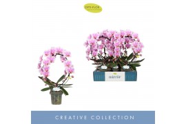 Phalaenopsis Mirror Miracle Jasmine 2 spike15 bl. 2 tak/plnt