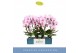 Phalaenopsis roze Mirror Miracle Tiana 2 spike15 bl. 2 tak/plnt 