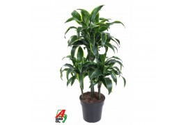 Dracaena fragr. compacta dorado Dracaena Dorado 45-carrouselpp