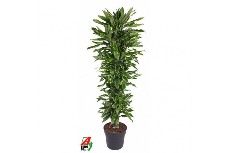 Dracaena golden coast Dracaena Gold Coast vertakt P34pp 