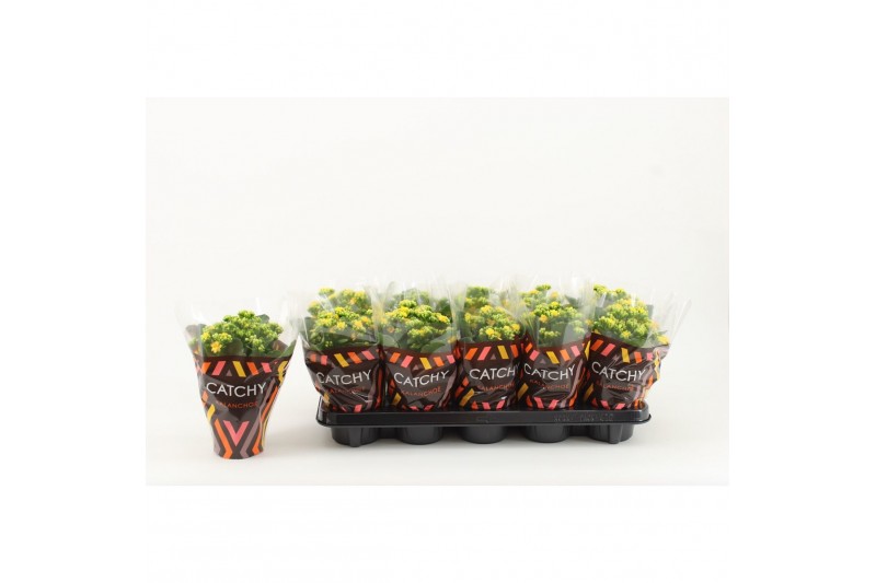 Kalanchoe rosalina amarillo yellow Catchy Season yellow 