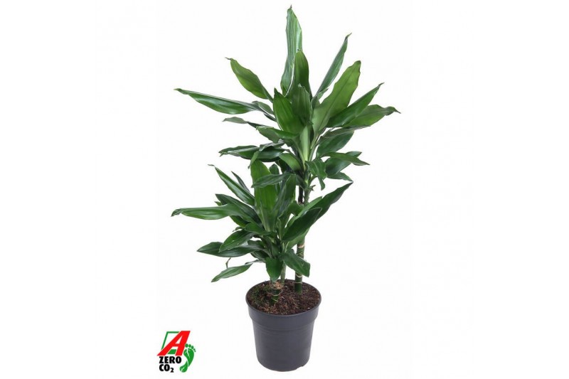 Dracaena frag. der. janet lind Dracaena Janet Lind 30-102 pp 