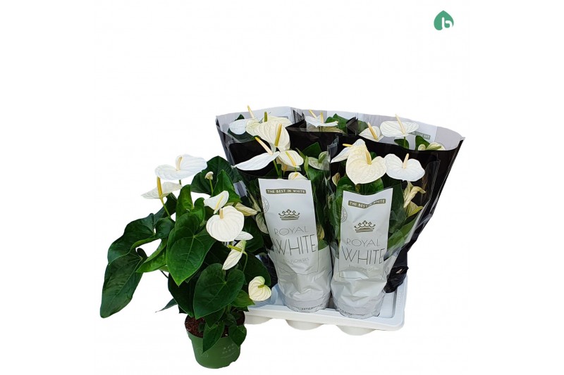 Anthurium andr. alaska Anthurium Royal White Big Flowers Alaskabl. 