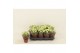 Kalanchoe calandiva whites Double White 