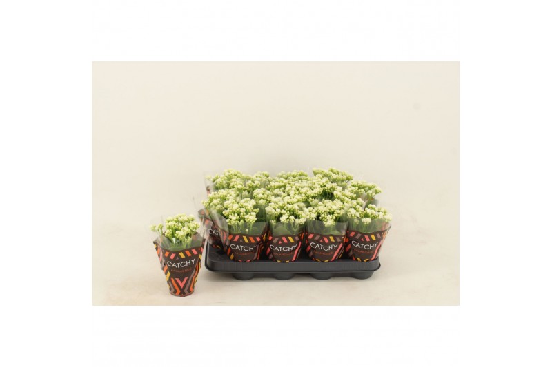 Kalanchoe calandiva whites Double White 
