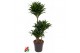 Dracaena fragr. compacta Dracaena Compacta 60-30-15pp 